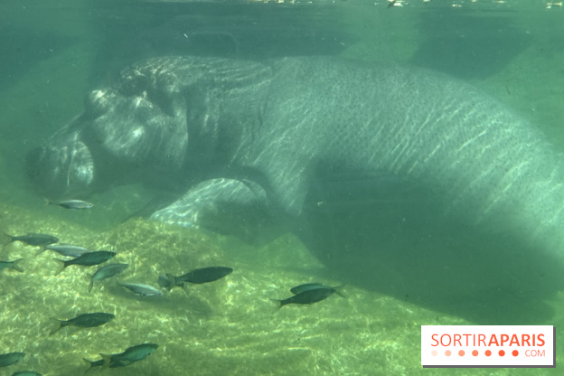 ZooParc de Beauval et Hôtel Les Pagodes de Beauval - IMG 5543