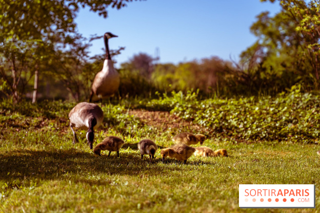 Le Parc des Ibis au Vésinet dans les Yvelines en Région Parisienne - photos  - A7200644