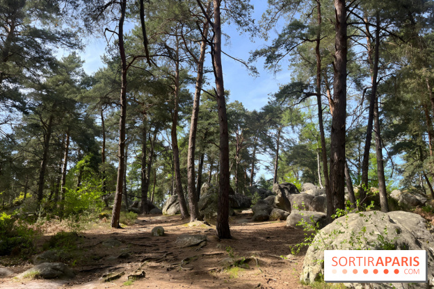 Escalade en Forêt de Fontainebleau - nos photos