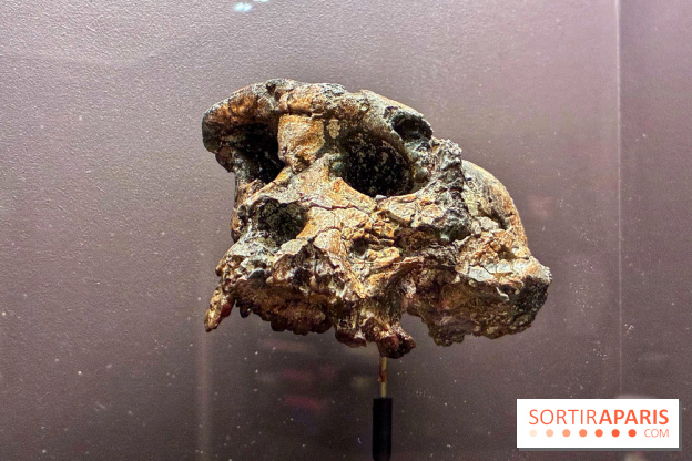 Préhistoire, entre utopie et réalité  - IMG 5558