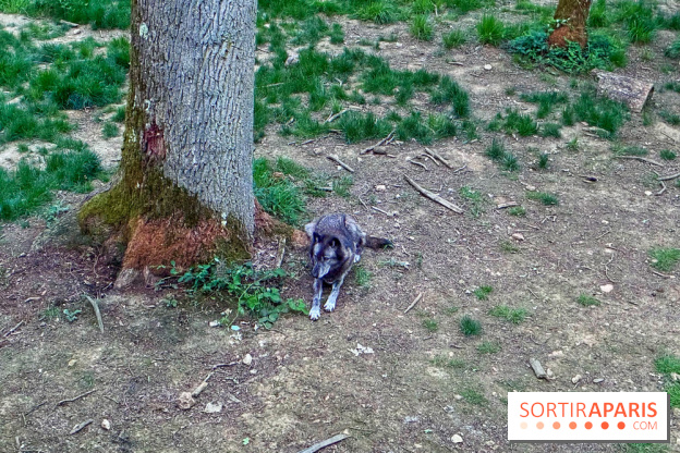 Bivouac avec les loups