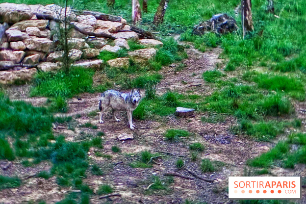 Bivouac avec les loups