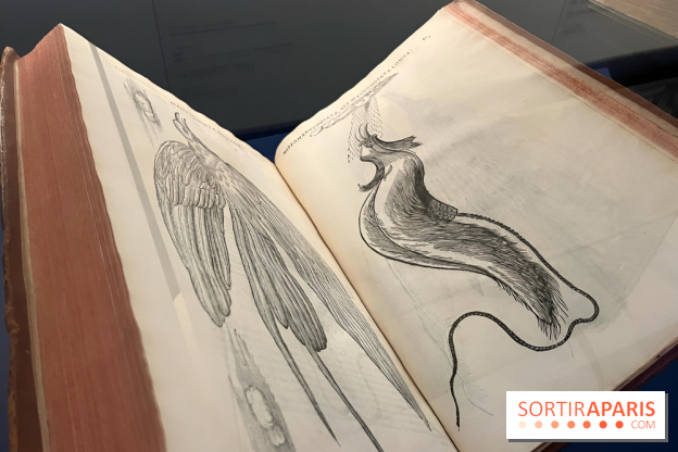 Plumes de Paradis, l'expo au musée du Quai Branly - nos photos