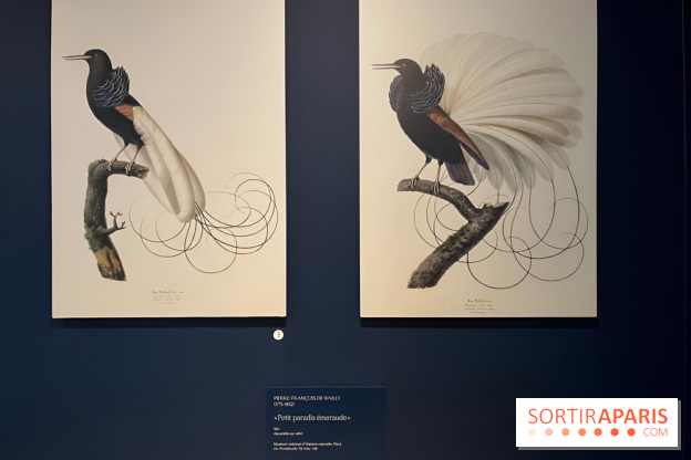 Plumes de Paradis, l'expo au musée du Quai Branly - nos photos