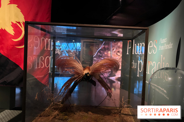 Plumes de Paradis, l'expo au musée du Quai Branly - nos photos