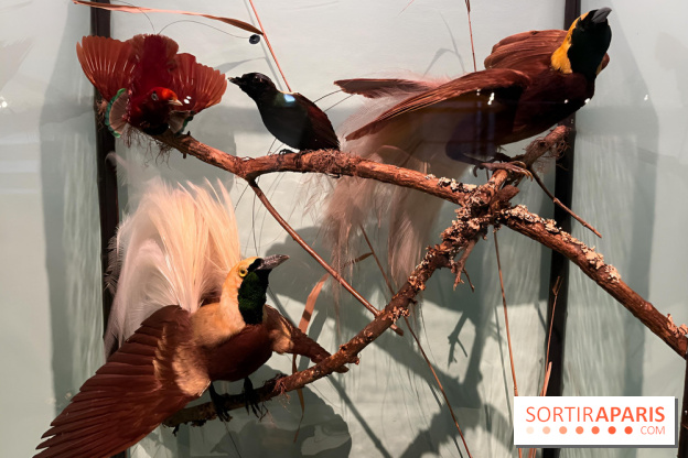Plumes de Paradis, l'expo au musée du Quai Branly - nos photos