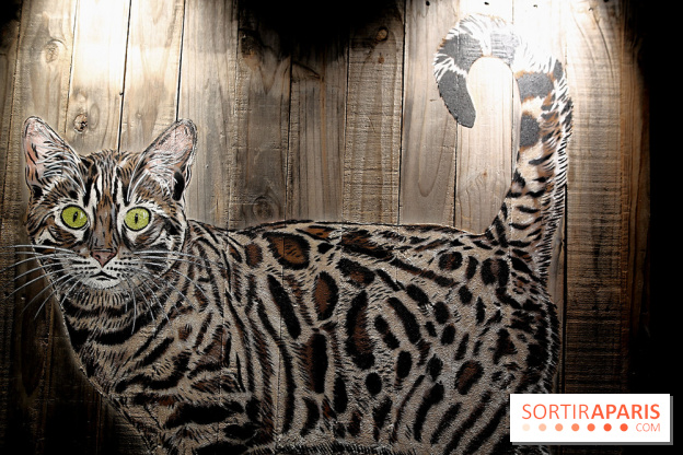 Chacun cherche son chat, nos photos de l'expo à Fluctuart - Expo Chat 11