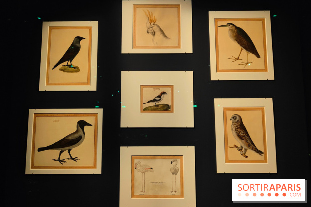 Expo Animalia : quand les animaux inspirent les artistes à travers les siècle à l'Hôtel de la Marine