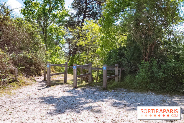 Liaisons douces à Fontainebleau : la forêt à vélo, les photos