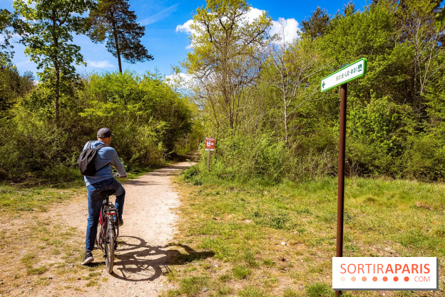 Liaisons douces à Fontainebleau : la forêt à vélo, les photos