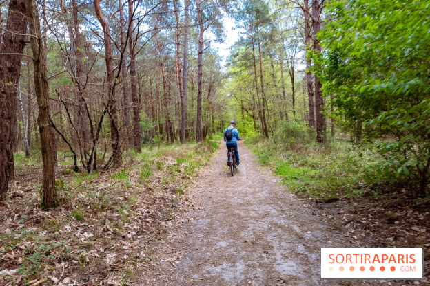 Liaisons douces à Fontainebleau : la forêt à vélo, les photos
