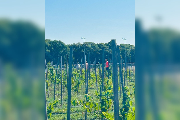 2ème édition du Viti-trail de 10 km du Domaine de Paris Gravelle Dimanche 6 septembre 2026