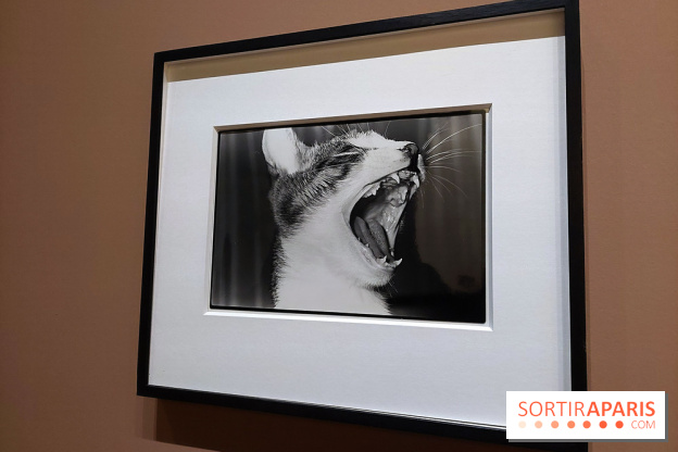 Photographies japonaises de la BnF - nos photos de l'exposition