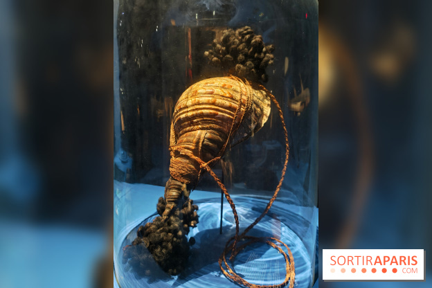 L'appel des profondeurs : partez en exploration avec l'exposition du Musée national de la Marine