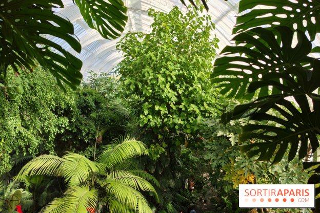 Automne tropical 2026