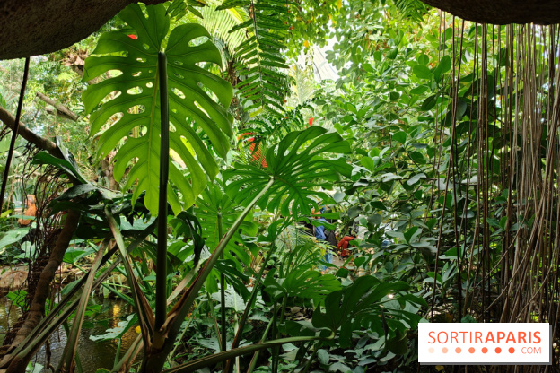Automne tropical 2026