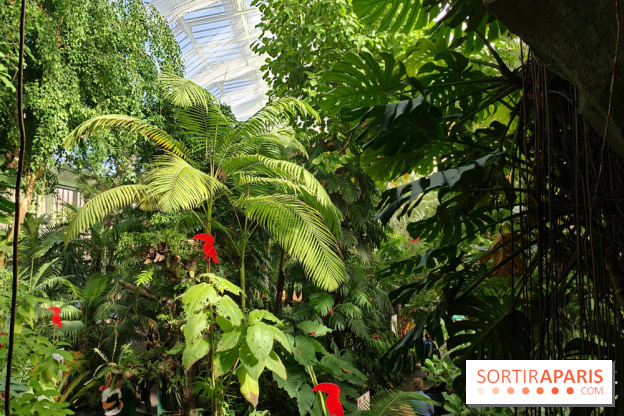 Automne tropical 2026