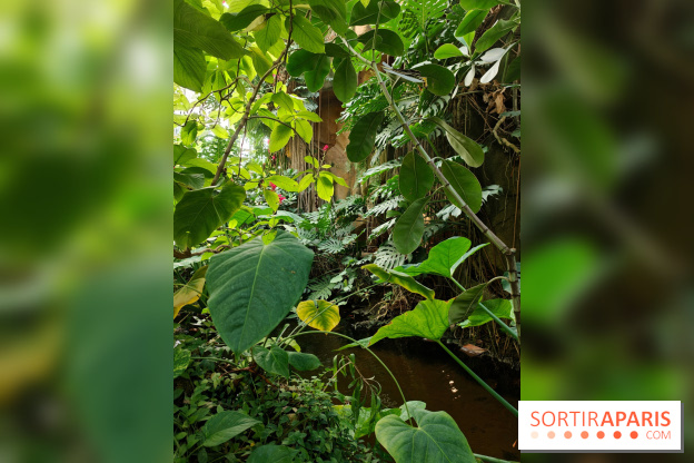 Automne tropical 2026