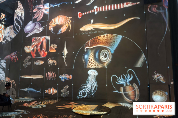 Plongez à la découverte de Planète Océan, l’exposition immersive de l’Atelier des Lumières