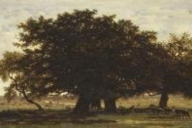 La foret de Fontainebleau