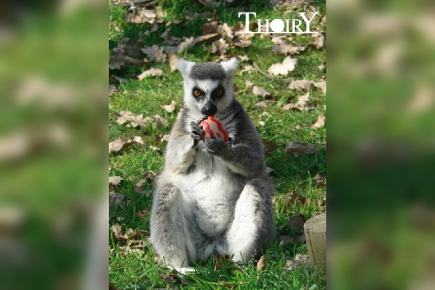 chasse aux oeufs, thoiry