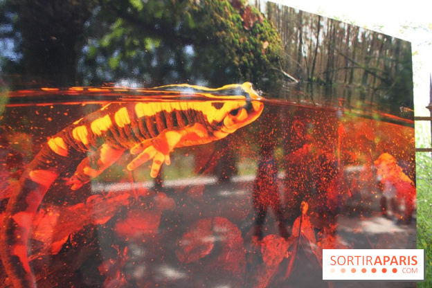 Exposition Planète Grenouille par Cyril Ruoso au Jardin des Plantes