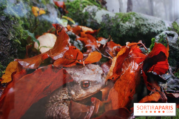 Exposition Planète Grenouille par Cyril Ruoso au Jardin des Plantes