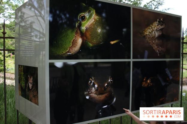 Exposition Planète Grenouille par Cyril Ruoso au Jardin des Plantes