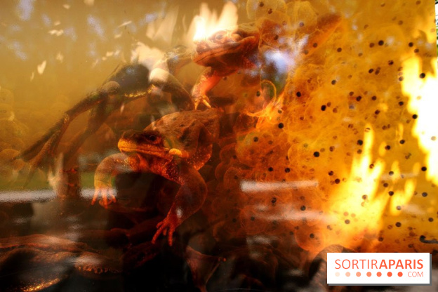 Exposition Planète Grenouille par Cyril Ruoso au Jardin des Plantes