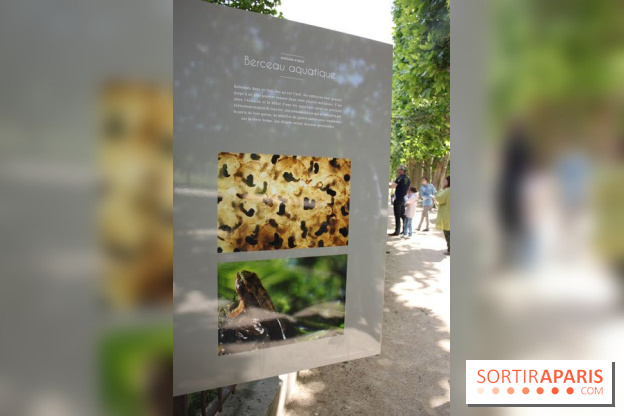 Exposition Planète Grenouille par Cyril Ruoso au Jardin des Plantes