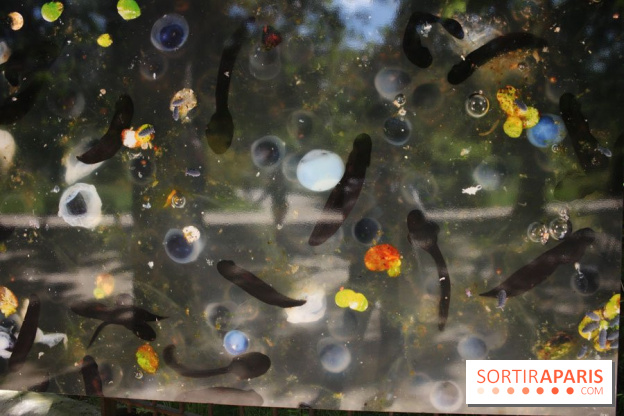 Exposition Planète Grenouille par Cyril Ruoso au Jardin des Plantes