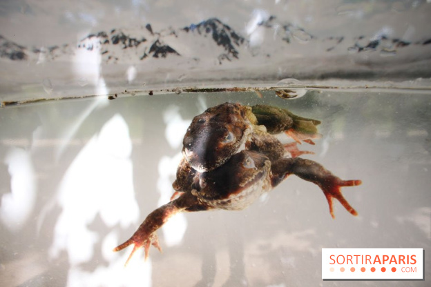 Exposition Planète Grenouille par Cyril Ruoso au Jardin des Plantes