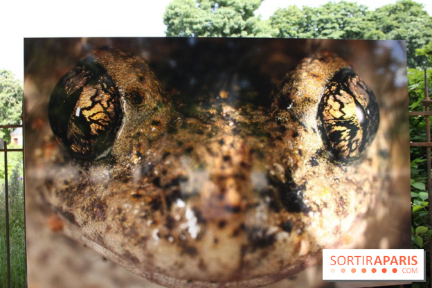 Exposition Planète Grenouille par Cyril Ruoso au Jardin des Plantes