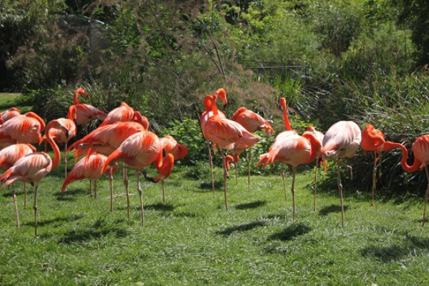 la ménagerie du jardin des plantes