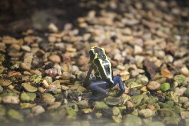 la ménagerie du jardin des plantes