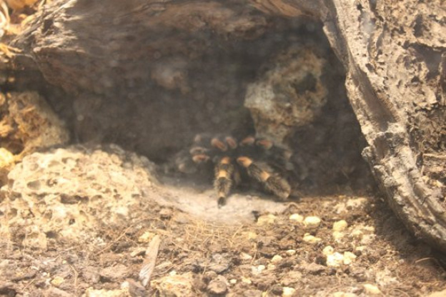 la ménagerie du jardin des plantes