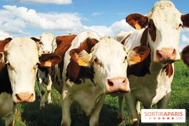 Les labyrinthes de la Ferme de Gally