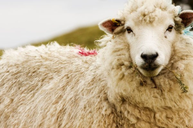 tonte des moutons à la ferme de paris