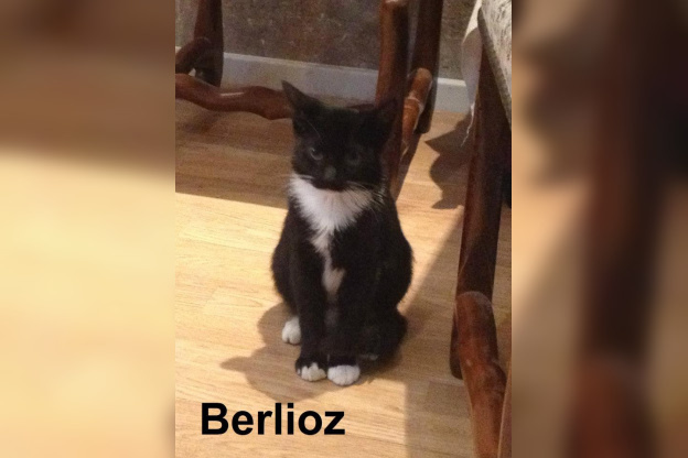 Le Café des Chats à Paris