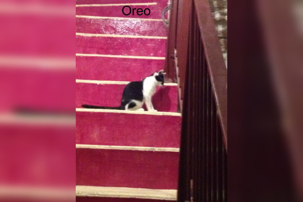 Le Café des Chats à Paris