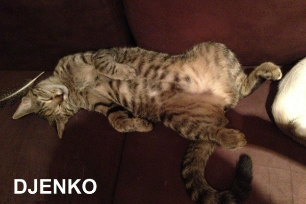 Le Café des Chats à Paris