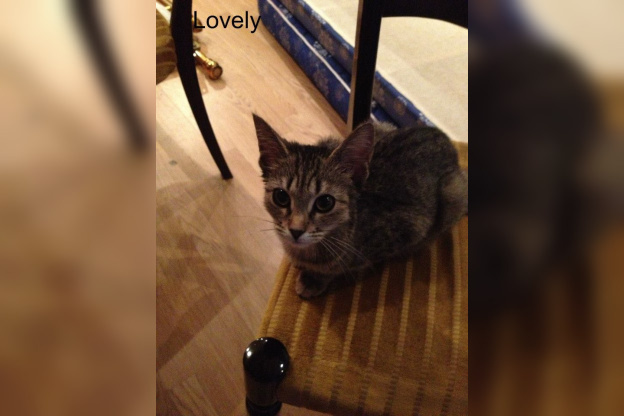 Le Café des Chats à Paris