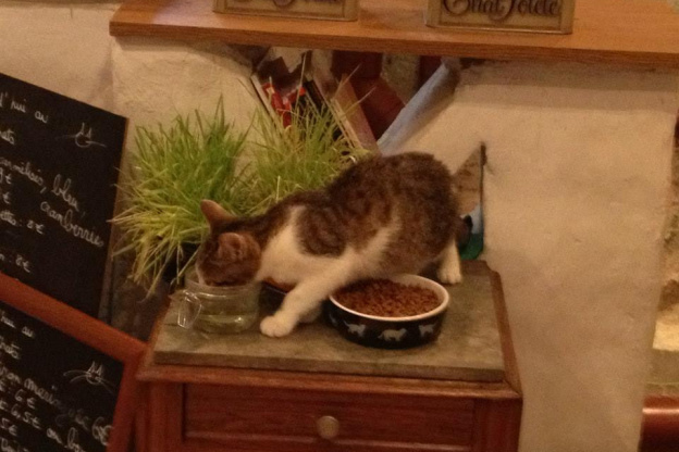 Le Café des Chats à Paris