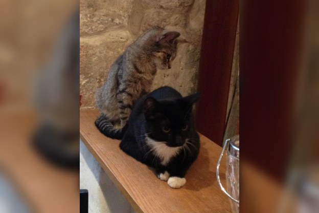 Le Café des Chats à Paris