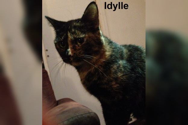 Le Café des Chats à Paris