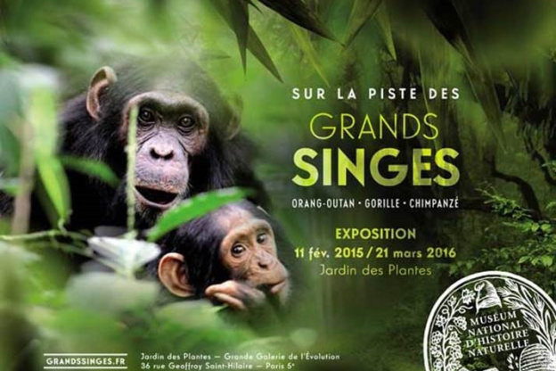  Grands Singes dans la Grande Galerie de l'Evolution