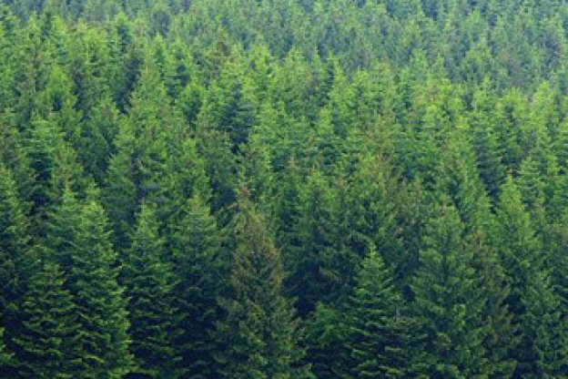  forêt de sapins sur les Berges de Seine