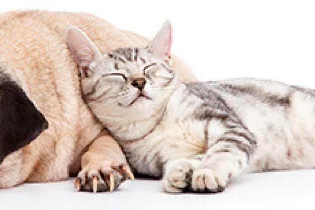 l'Hôpital vétérinaire Frégis à Arcueil