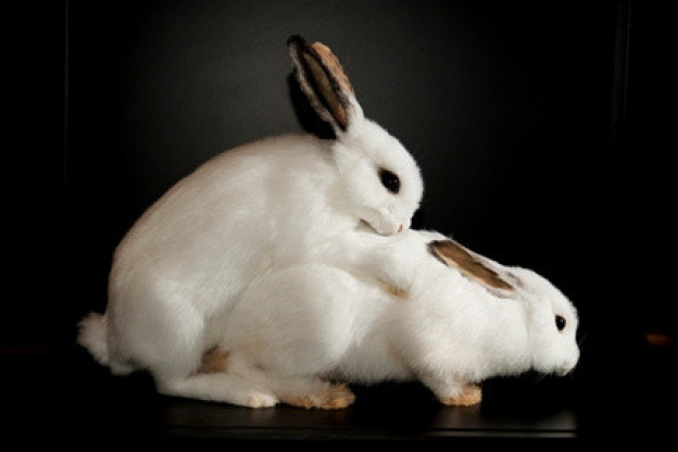 Exposition Bêtes de Sexe Palais de la Découverte