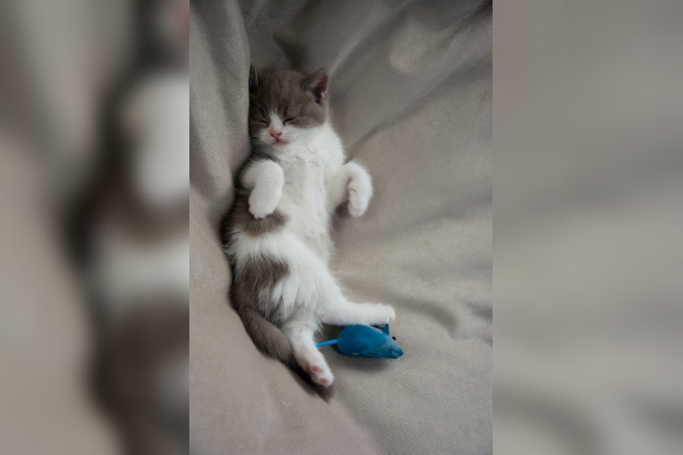 nadezhda-nikolaenko-uonij8u-ovc-unsplash